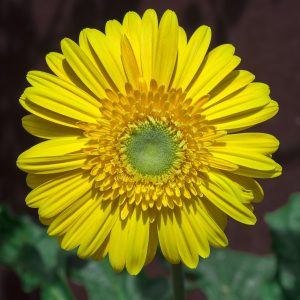 Chrysanthemum Flower Tea 40g