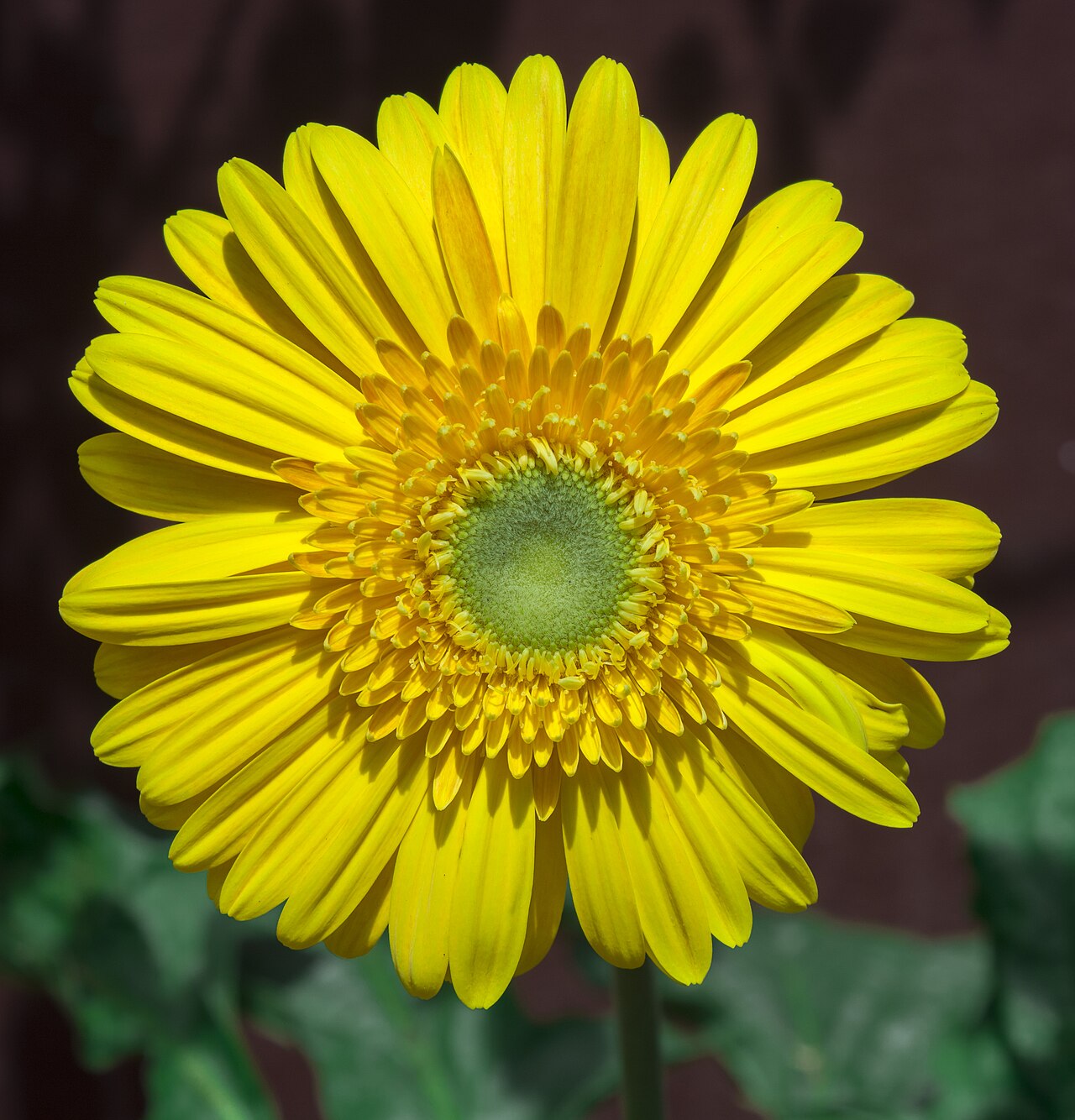 Chrysanthemum Flower Tea 40g