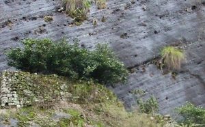 Da Hong Pao Rock Oolong 50g
