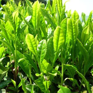 Heirloom Tie Guan Yin Reserve 100g