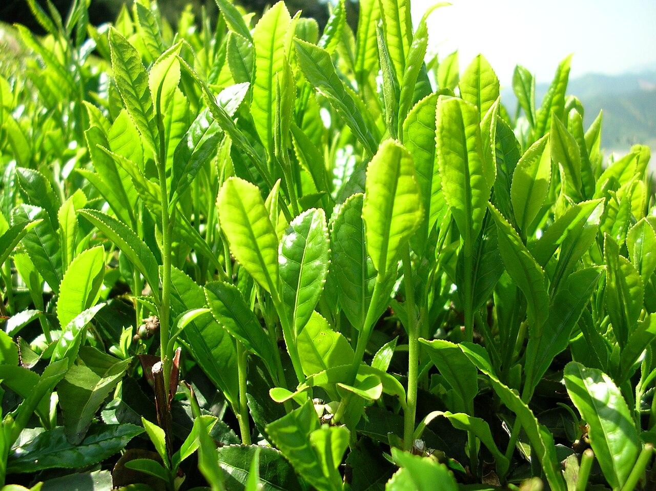 Silver Needle White Tea 30g